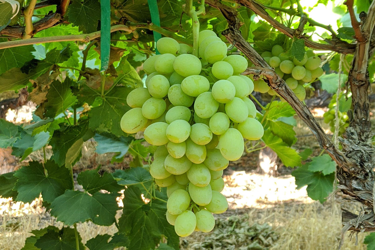 Fruit Grape Green Seedless per Piece – California Ranch Market